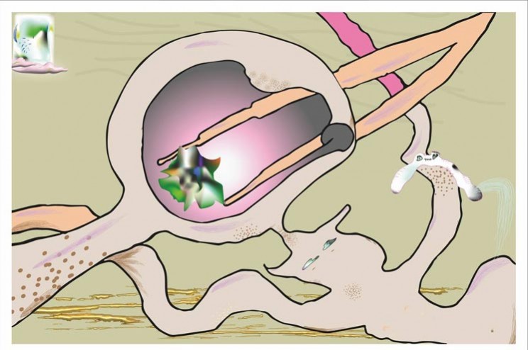 Ксения Кантор